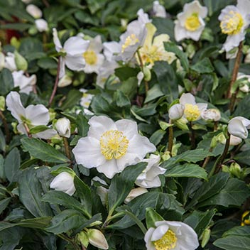 winter-wedding-flowers